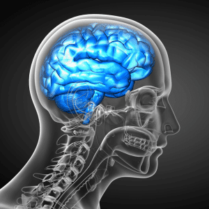 How to Avoid the Amygdala Hijack: Harnessing executive coaching for optimal functioning in leaders 54 how to avoid the amygdala hijack